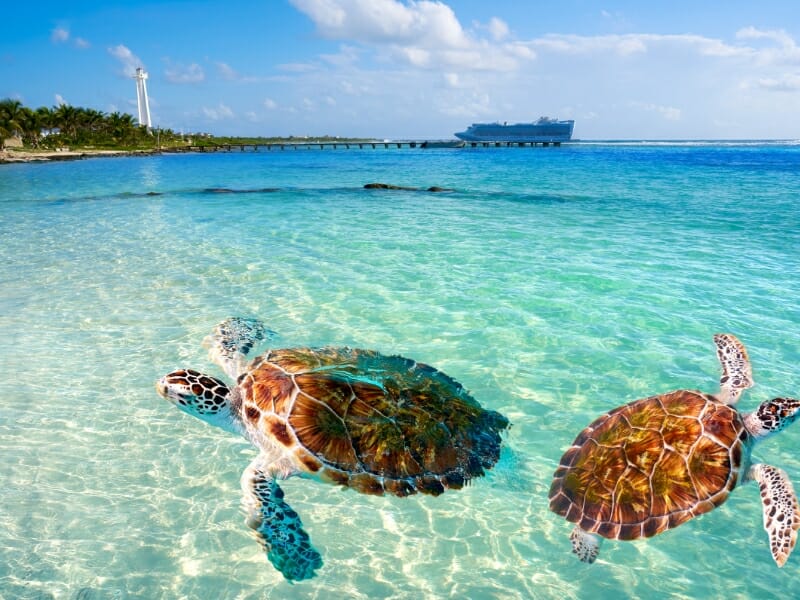 Caribbean beach turtle