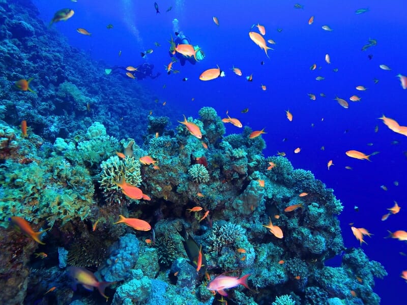 colorful coral reef 