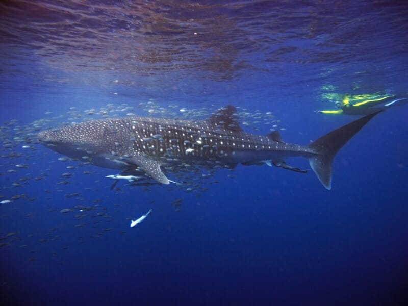 diving with whale sharks