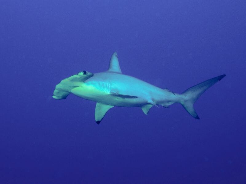 Hammerhead Shark 