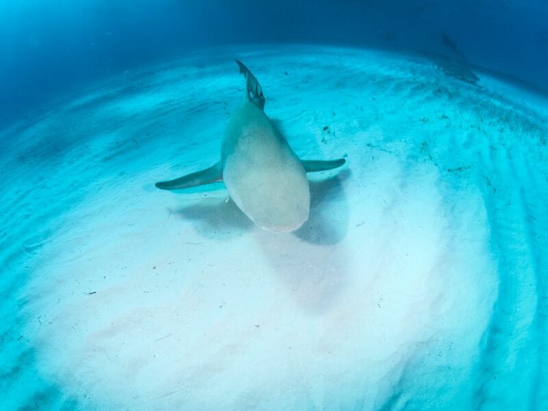 lemon shark
