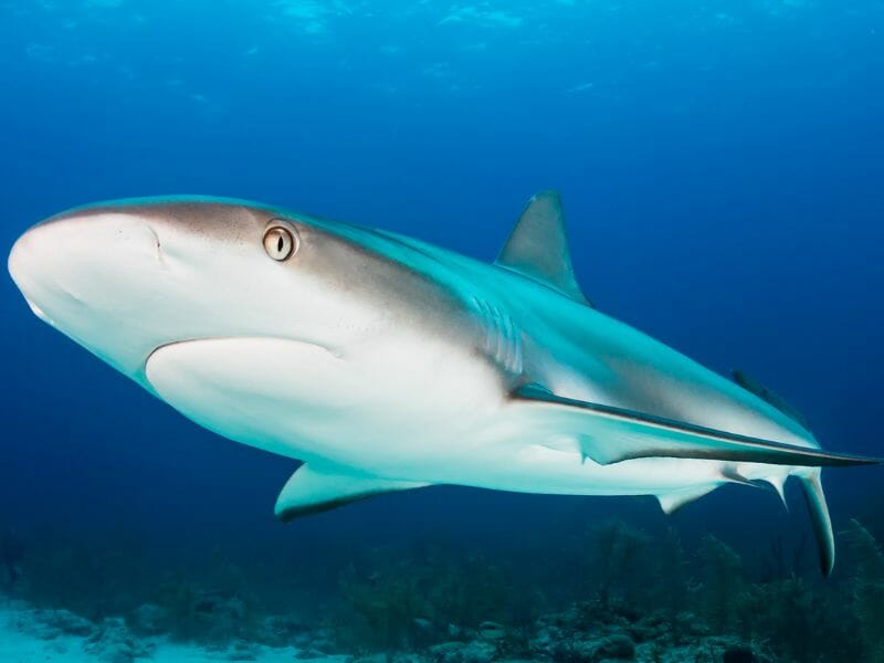 reef shark