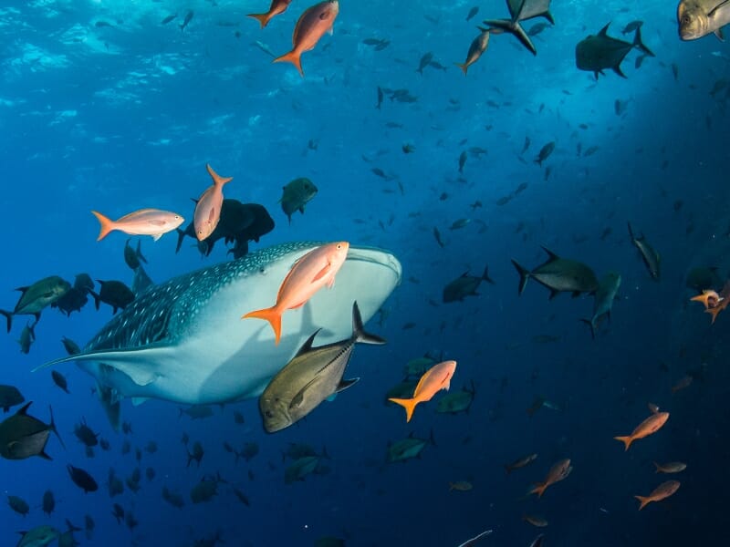 scuba diving with whale sharks