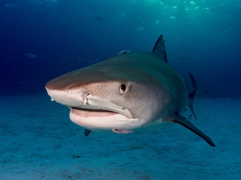 Tiger shark