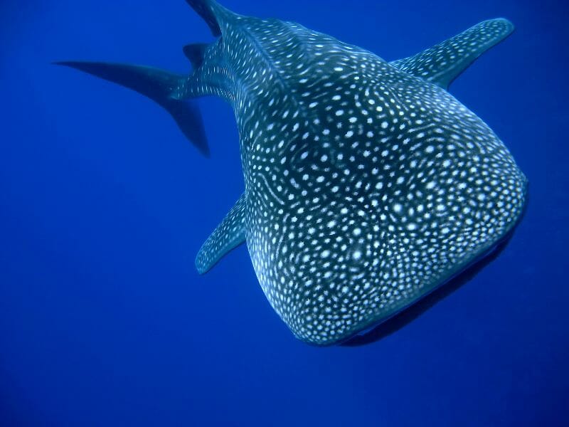 Whale shark