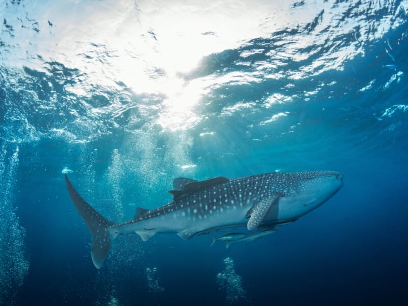 Swim with Whale Sharks The top-rated Cancun Tours 2023