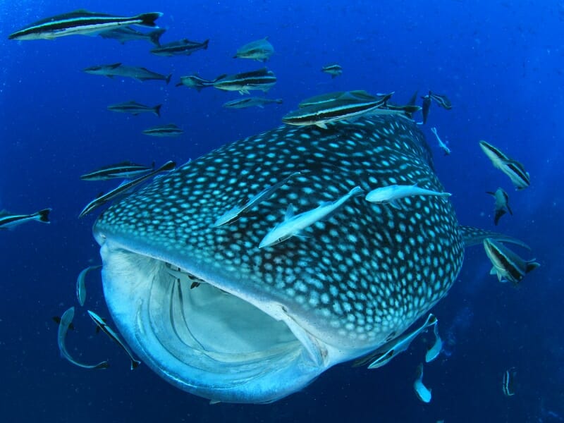 whale shark feeding with fish
