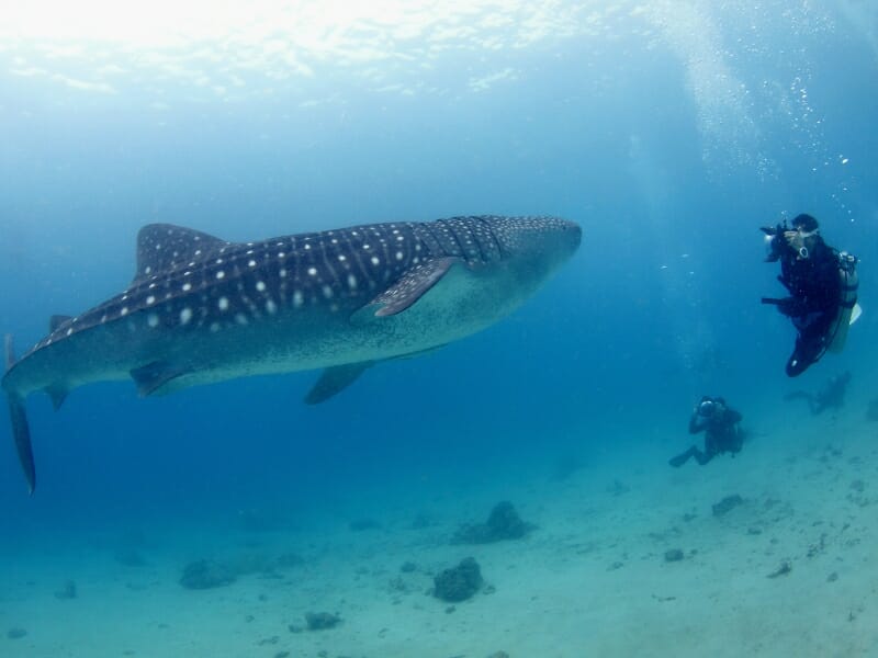 photographer taking a picture of the whale shark underwater