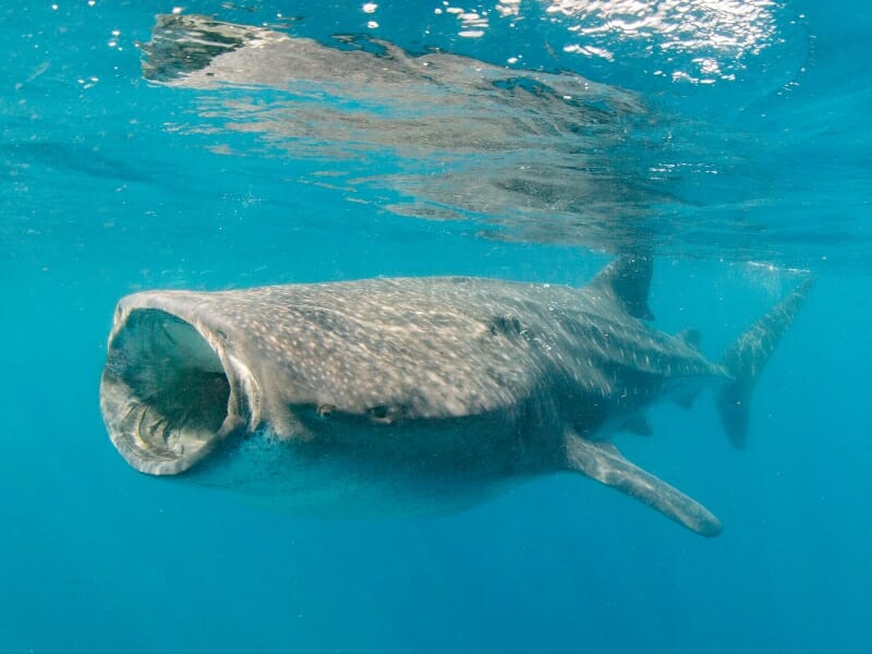 Whale shark swimming in Cancun