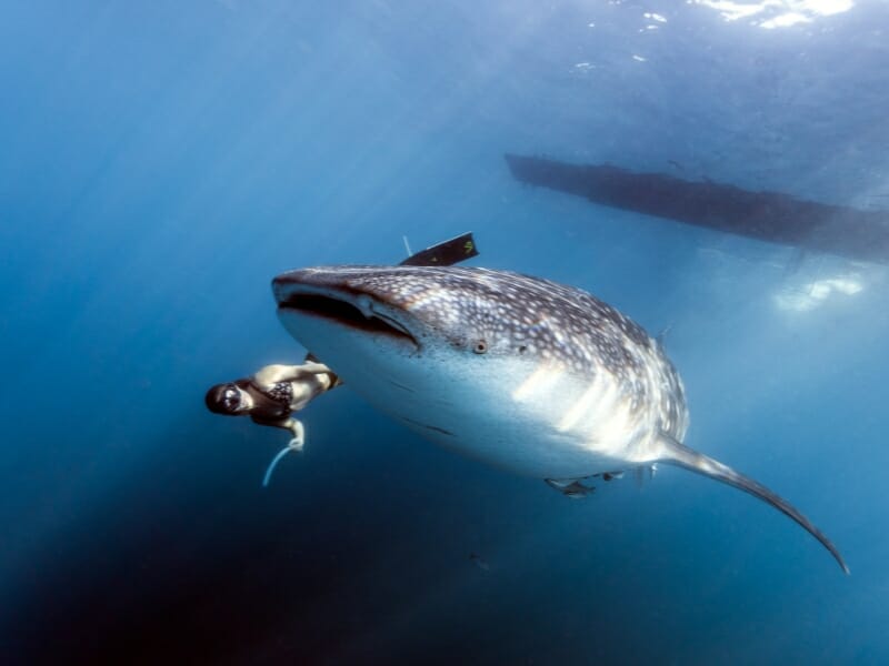whale shark with a swimmer