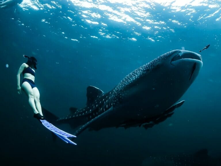 woman swimming next to the whale shark