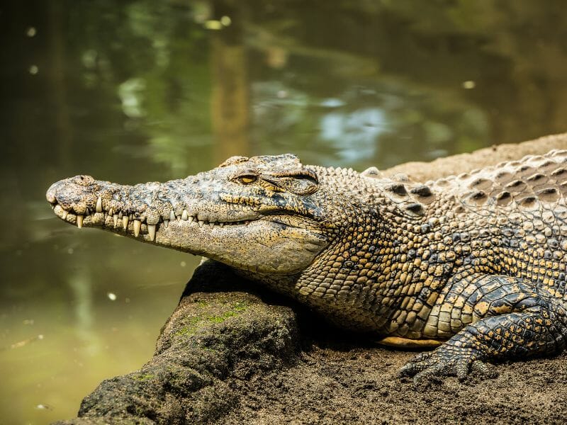 A crocodile in Nichupte lagoon