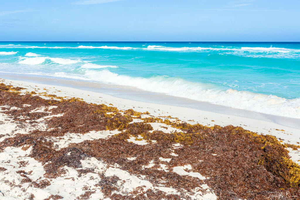 Cancun Sargassum seaweed