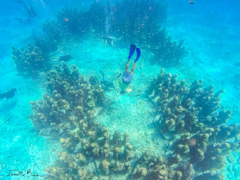 Musa Isla Mujeres Snorkeling Tour