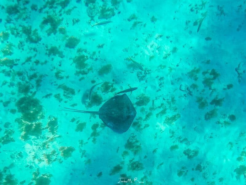 A manta ray in Isla Mujeres