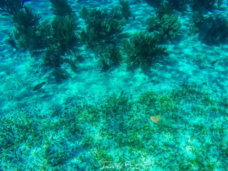 Photo of some fish swimming in Isla Mujeres - one of the Cancun Snorkeling tours you don't want to miss