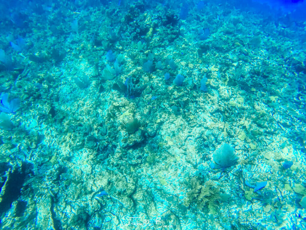 Coral reefs in Isla Mujeres