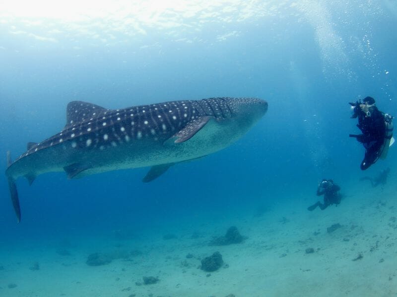 Tourists taking photos of the whale shark