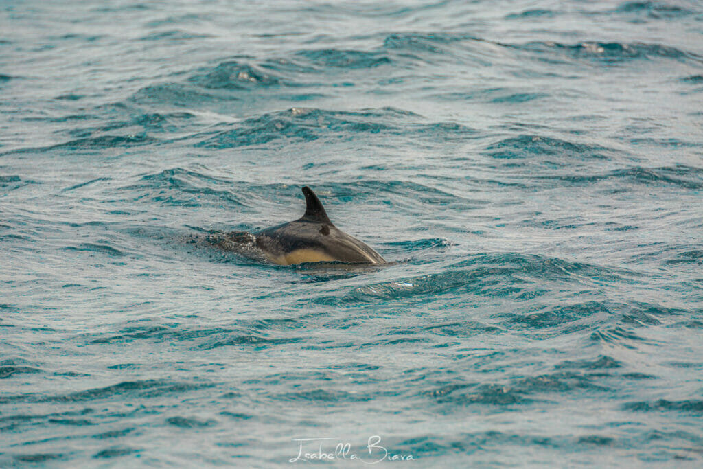 Risso dolphin swimming in the Azores Islands
