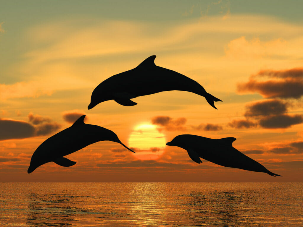 Why You Shouldn't Swim with Dolphins in Cancun because they must swim freely in the ocean like in this picture. 