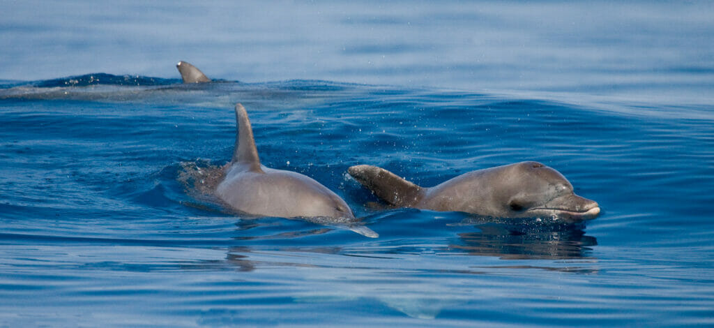 Free dolphins swimming