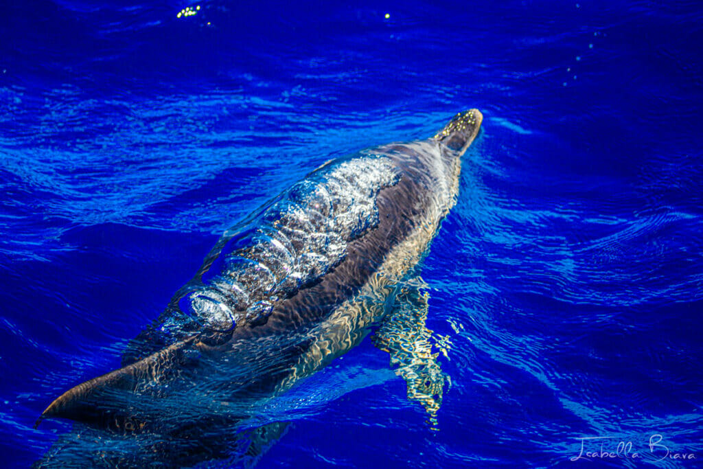 Dolphin in the Azores