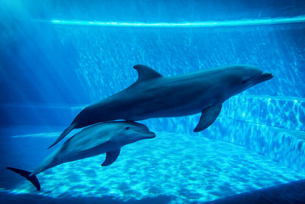 Dolphins enclosed in a tank