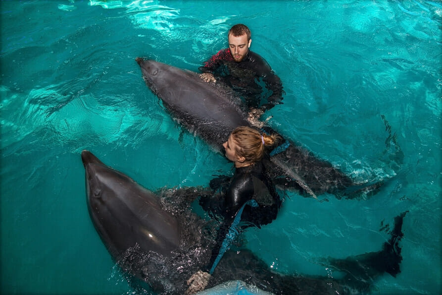 Instructors with dolphins