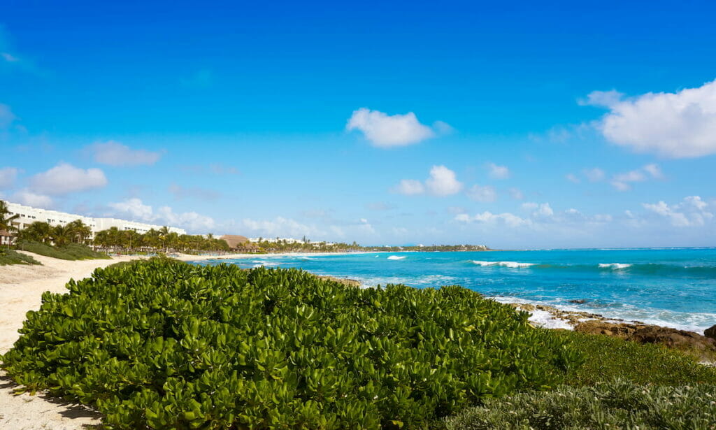 View of Akumal Beach on a sunny day near the plants.