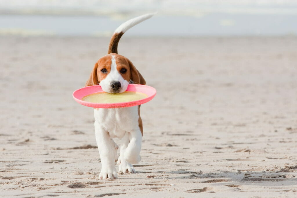 A dog with a frisbee on his mouth on a beach.