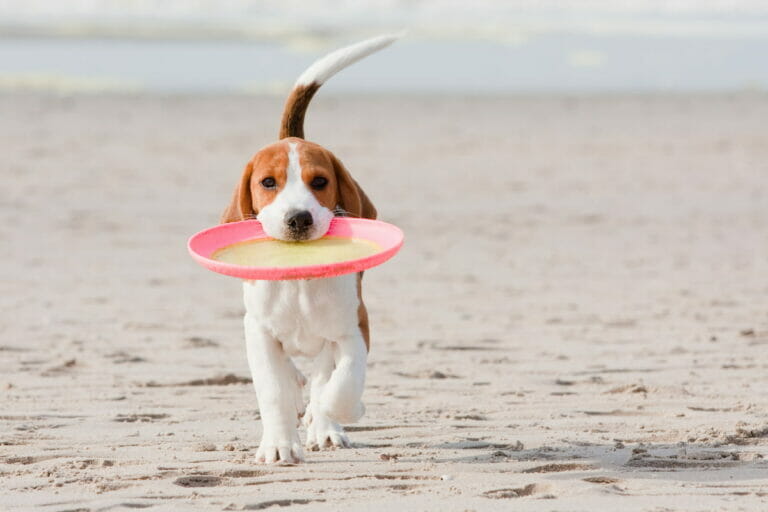 A dog with a frisbee on his mouth on a beach.