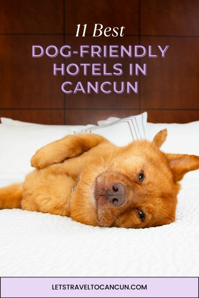 Pinterest image saying "Dog-friendly hotels in Cancun".