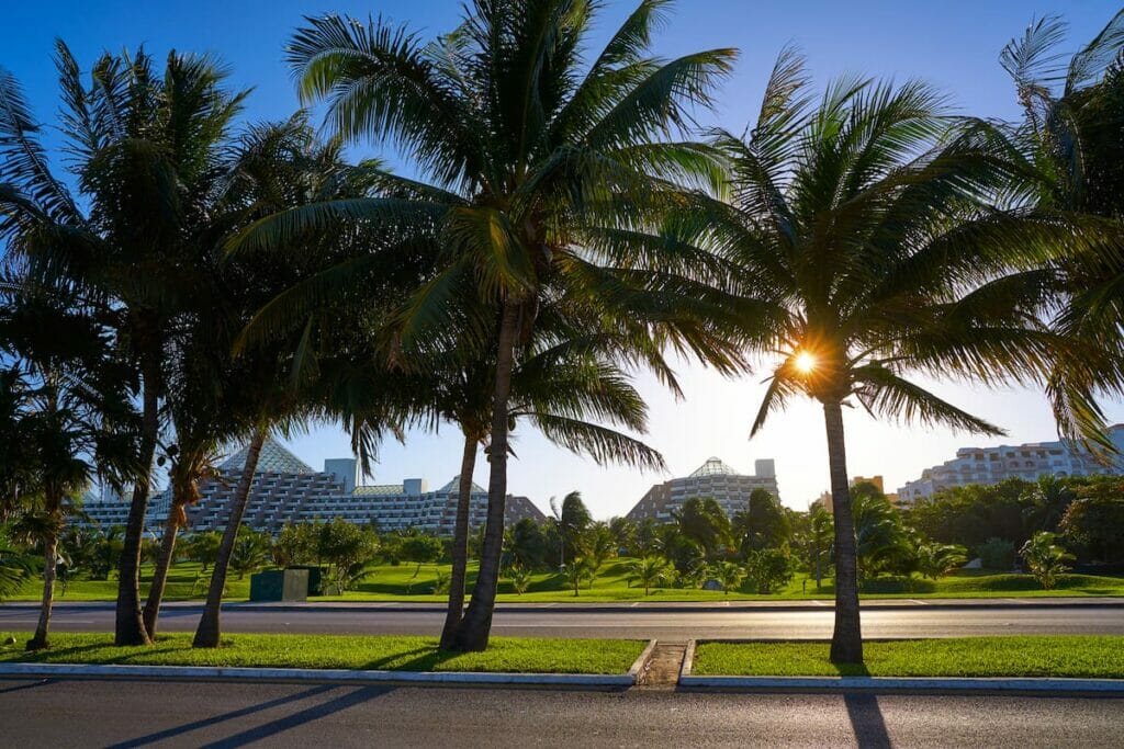 Palm trees lined up on a road in Boulevard Kukulcan Cancun.