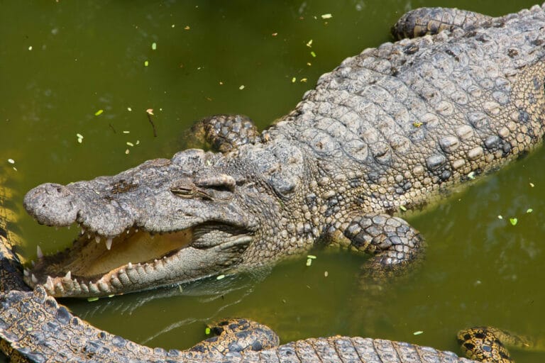 Crocodiles in cancun