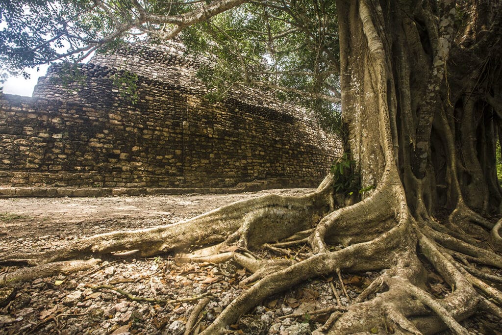 A large tree with extensive roots partially obscures a stone pyramid structure in the background. Sunlight filters through the tree's canopy, illuminating the ancient ruins and the forest floor, evoking the hidden wonders you might find in a travel guide to Bacalar, Mexico.